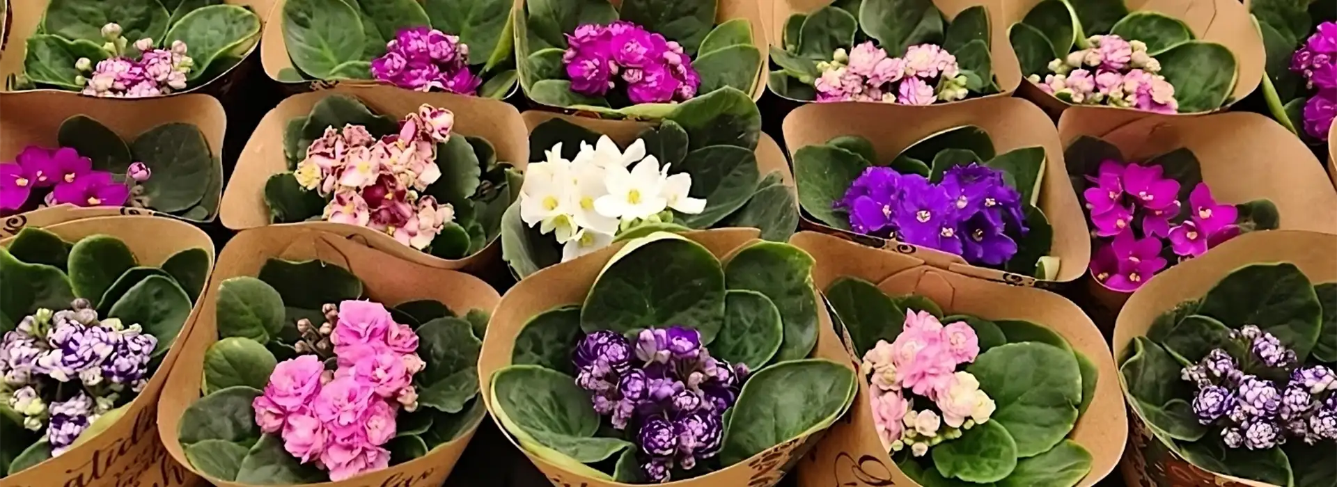 Vasos de violeta a venda no interior da loja Pronta Flora em Holambra.